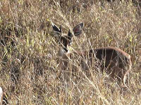 cheetah prey - steenbok antelope