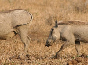 cheetah prey - warthog