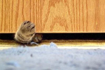 cat paw under a door
