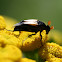 Wedge-shaped Beetle
