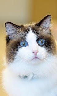 How to mod Ragdolls Wallpapers 1.0 apk for laptop