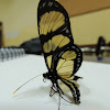 Butterfly-of-Manaca/Stained Glass Butterfly