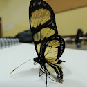 Butterfly-of-Manaca/Stained Glass Butterfly