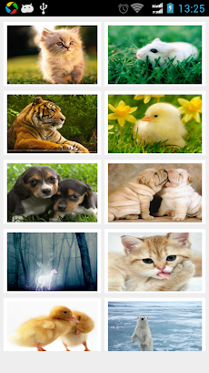 かわいい動物の壁紙 Androidアプリ Applion