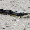 Texas Rat Snake (Black Rat Snake)