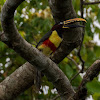 Araçari-castanho(Chestnut-eared Aracari)