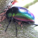 Chalcopterus Beetle (True Darkling Beetle)