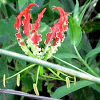 Glory lily, Flame lily