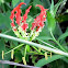 Glory lily, Flame lily