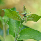 Seven Spot Ladybug