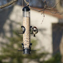 House Sparrow ( male )