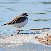 Tildillo (Killdeer)