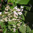 Pseuderanthemum