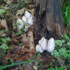 Pointy white mushrooms