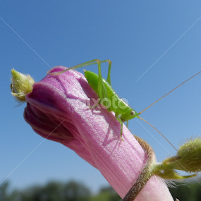 Gooooood Night! :) by Linda Hackney - Animals Insects & Spiders