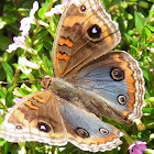 Junonia sp. butterfly