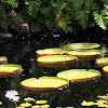 Victoria Water Lily