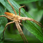 Nursery Web Spider