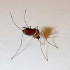 Mosquito (Female)