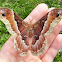 Promethea Silkmoth