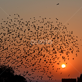 Flocking behavior in the sky in  a unique harmony by Rakesh Sharma - News & Events Science