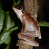 Spotted-thighed Treefrog?