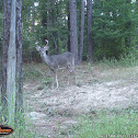 White-tailed Deer