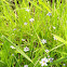 Blue-eyed Grass