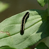 Yellow-striped Armyworm Moth Caterpillar