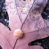 Fuzzy oak gall