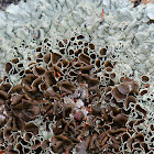 Green Rock-posy Lichen