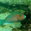 BlueBarred Parrotfish