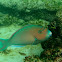 BlueBarred Parrotfish