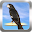 Cantos de Bicudo Download on Windows