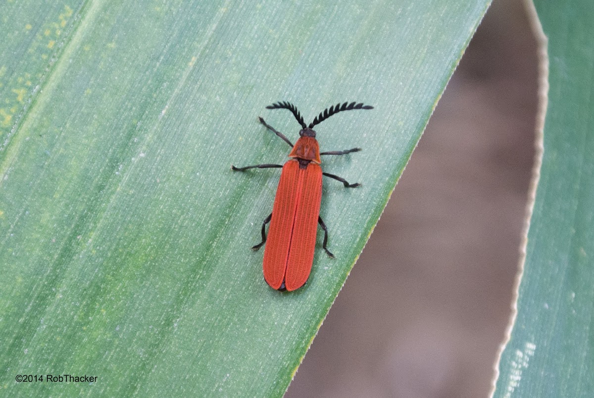Net-winged beetle