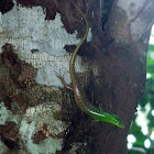 Philippine Spotted-Green Tree Skink