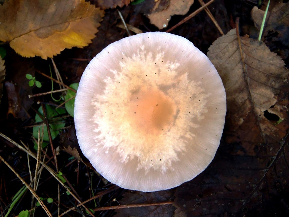 Seta Mycena rosea