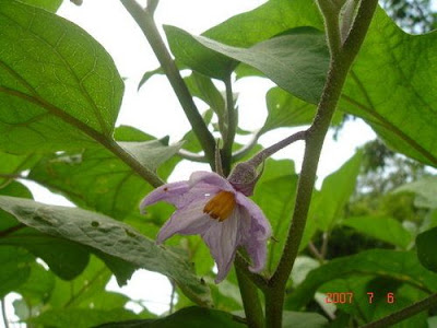 茄子花 花言草語 隨意窩xuite日誌