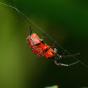 Red and Black Orb Weaver