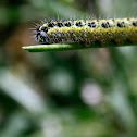 Wood white Caterpillar