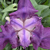 Lirio- Bearded Iris