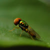 Microchrysa Fly