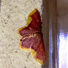 Stained Lophosis Moth