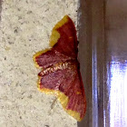 Stained Lophosis Moth