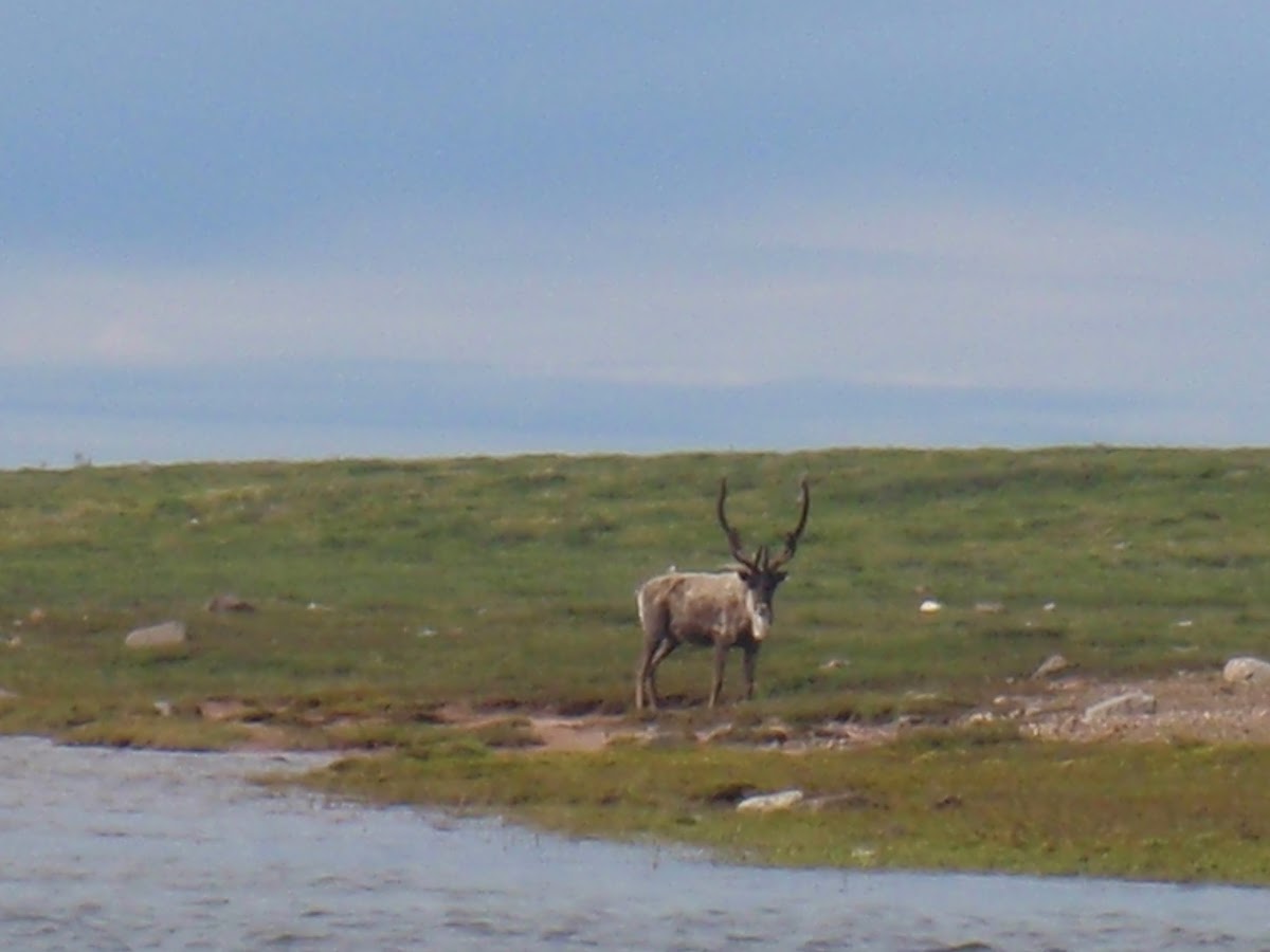 Caribou