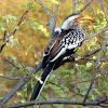 Southern Yellow-billed Hornbill