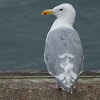 Glaucous- winged Gull
