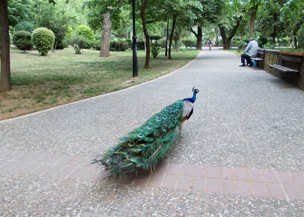 Indian Peafowl (παγώνι)