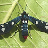 Polka-Dotted Wasp Moth