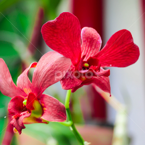 Beautiful Flower by The Bandwagon Chic - Novices Only Flowers & Plants